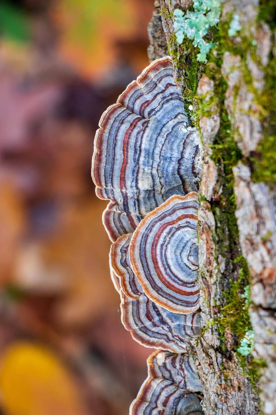 turkey tail mushrooms on a tree