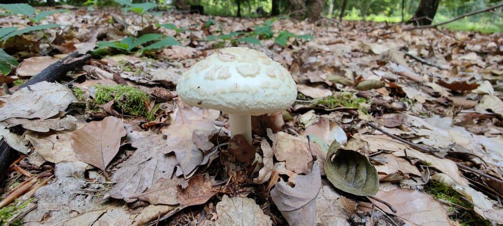 poisonous woodland mushrooms