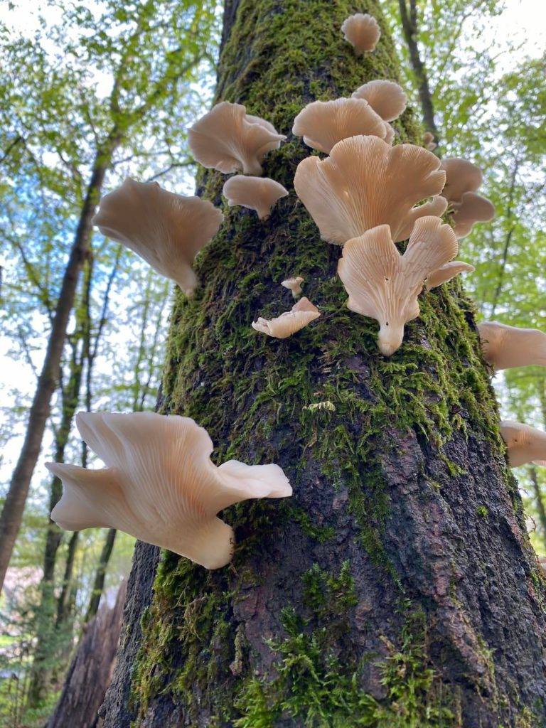 wild oyster mushrooms growing on tree