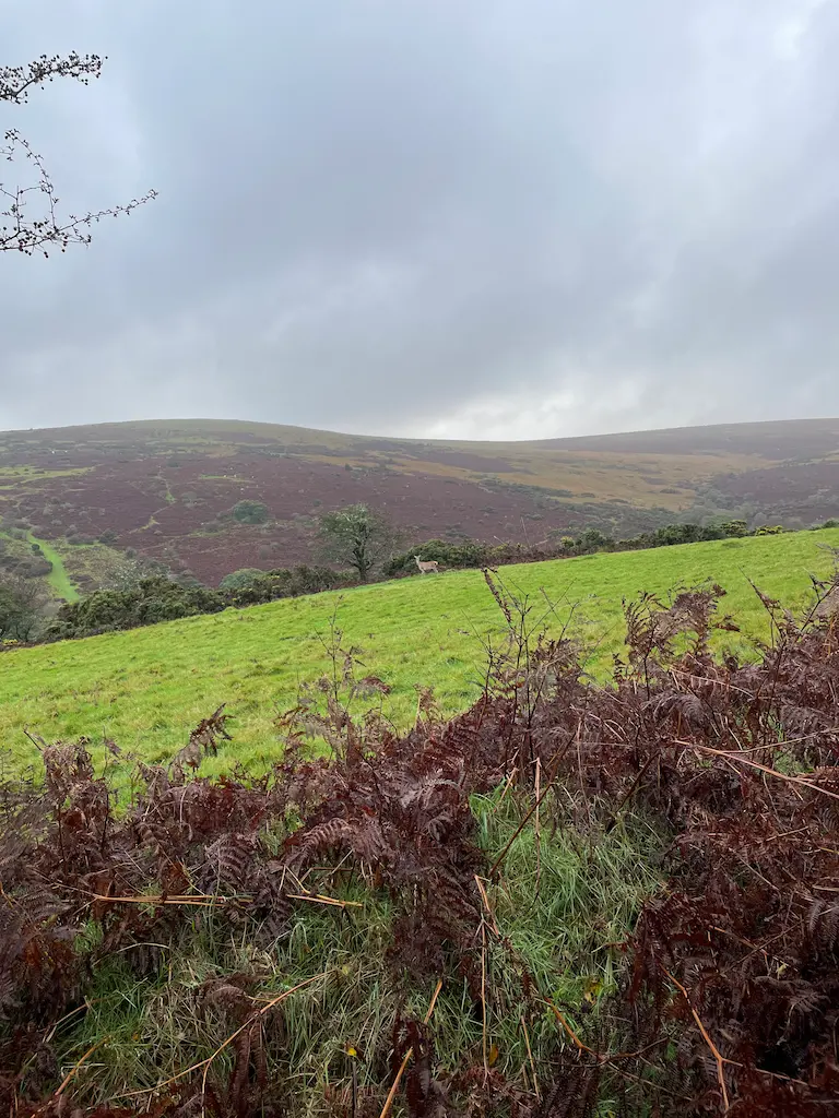 wild mushroom moorland habitat with deer in background