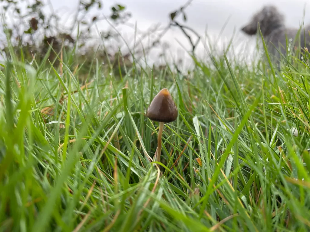 Psilocybe semilanceata wild mushroom on moorland grass