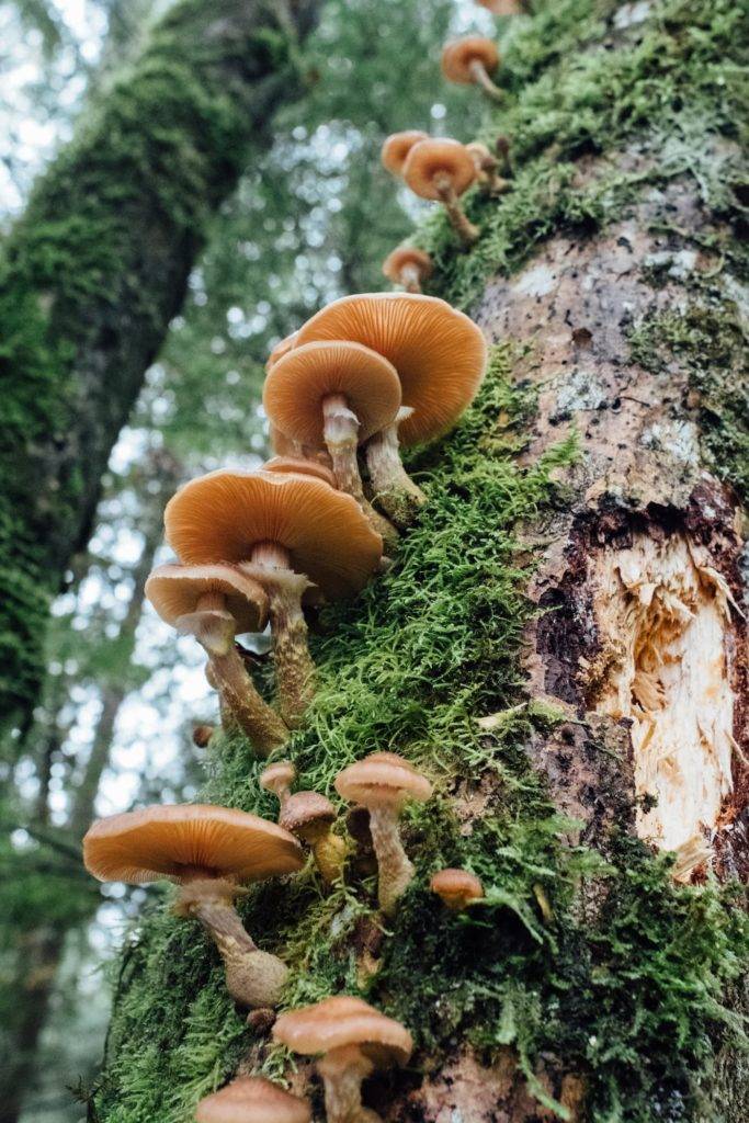 Mushrooms growing on an old mossy tree