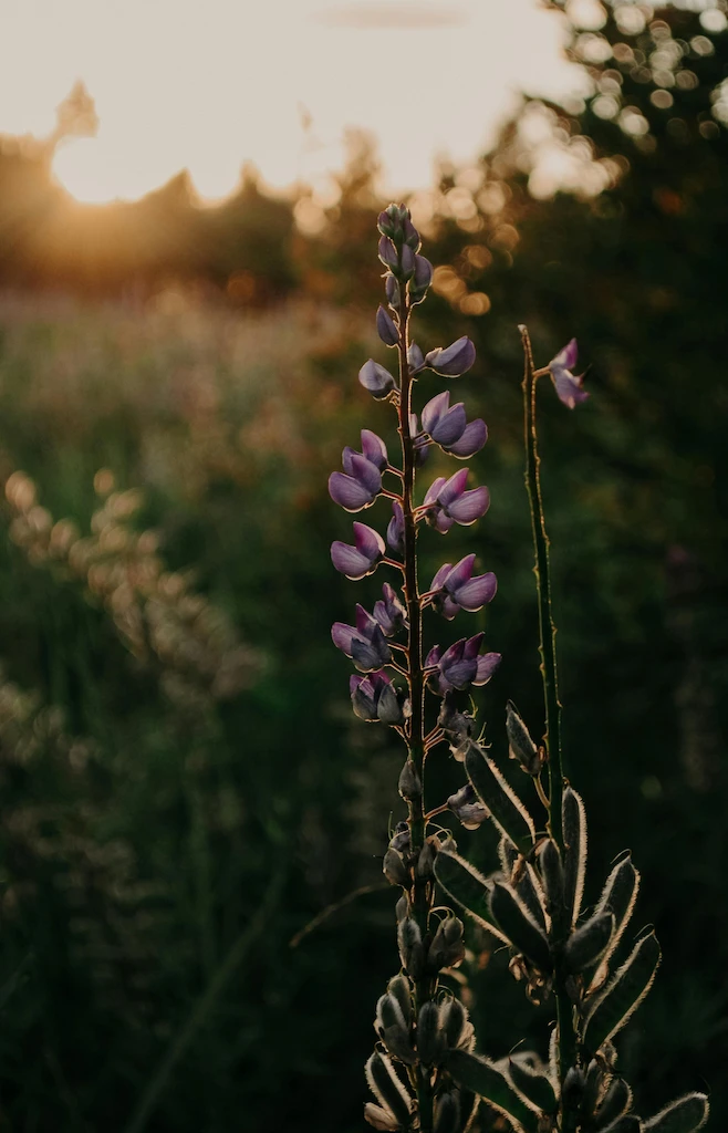 lavender in a meadow